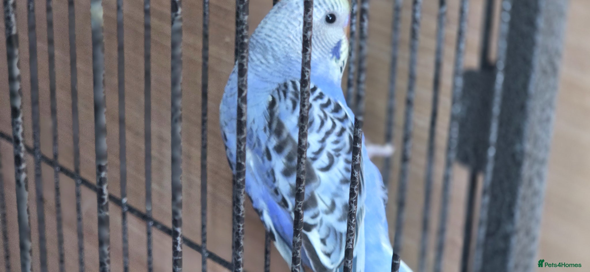 Budgerigars birds Baby buddies for sale - Advert 2