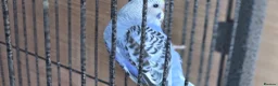 Budgerigars birds for sale: Baby buddies for sale - Advert 9