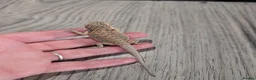 Bearded Dragon reptiles for sale: Baby bearded dragons  - Advert 11