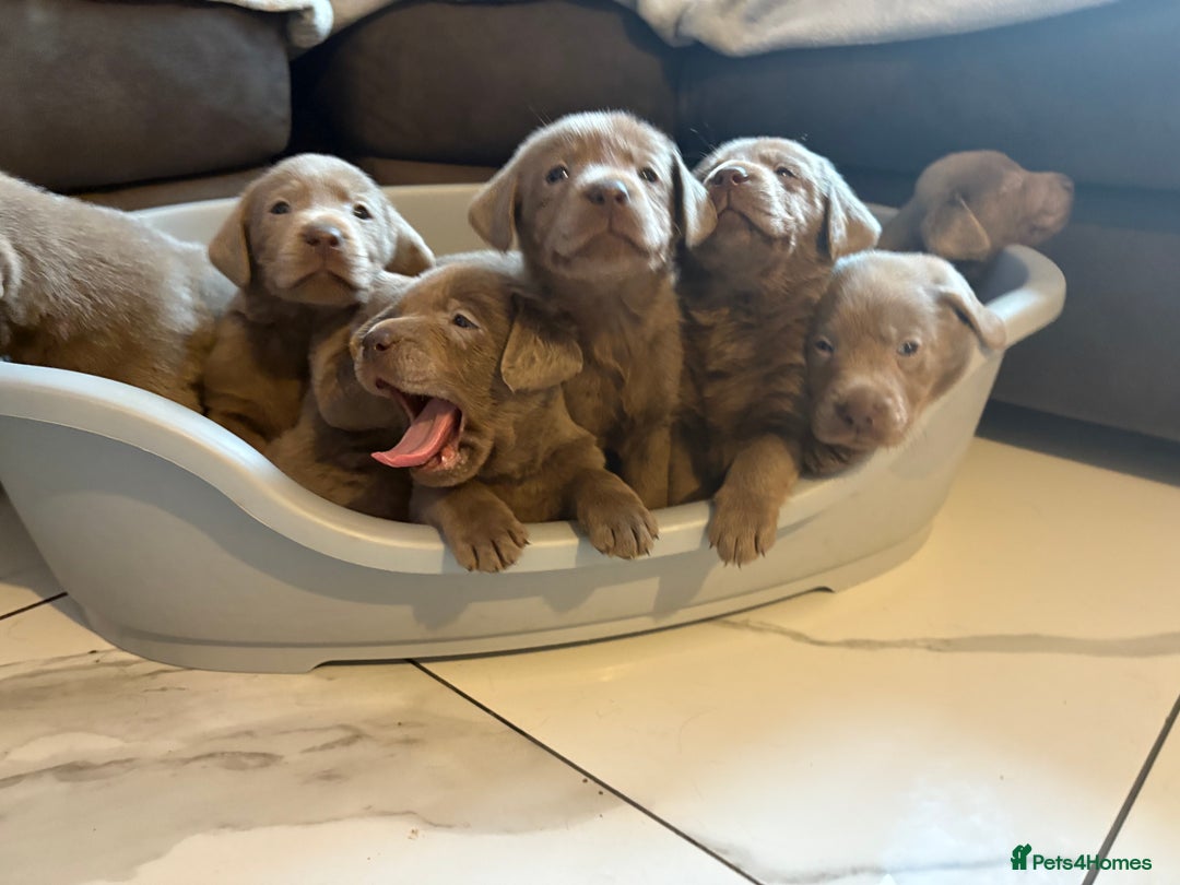 Labrador Retriever dogs for sale: Silver Labrador retriever puppies - Advert 31