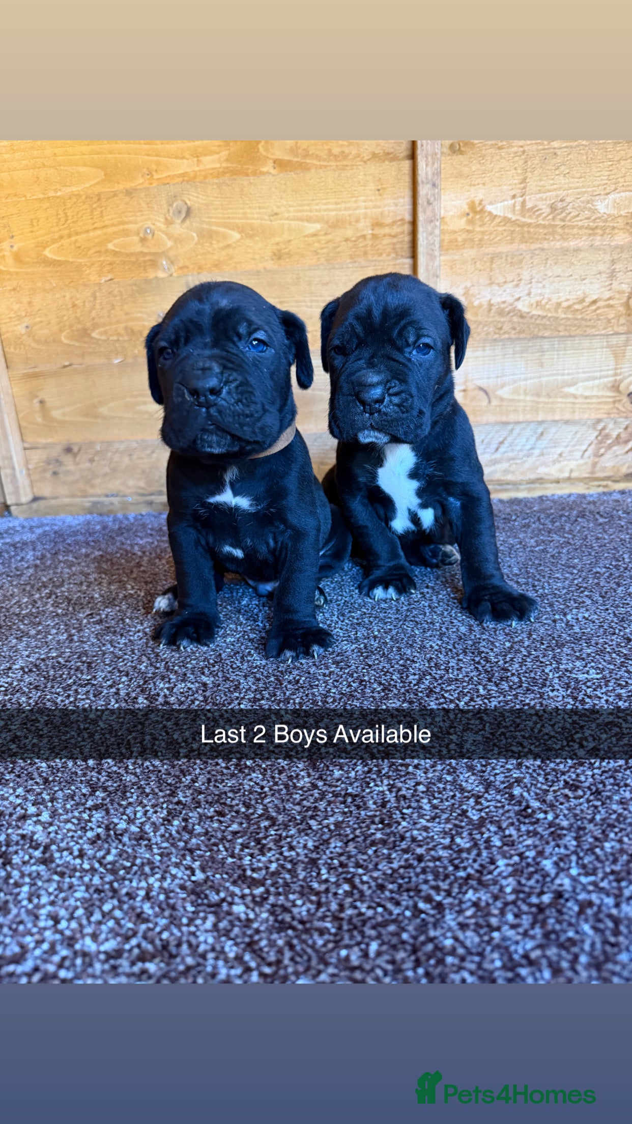 Cane Corso dogs PURE CANE CORSO PUPPIES FOR SALE !!!! - Advert 1