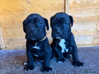Cane Corso dogs PURE CANE CORSO PUPPIES FOR SALE !!!! - Advert 5