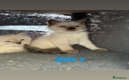 Ragdoll cats for sale: *STUNNING* litter of ragdolls  - Image 9