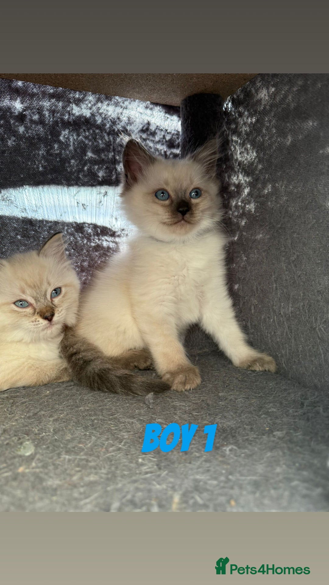 Ragdoll cats for sale: *STUNNING* litter of ragdolls  - Image 9