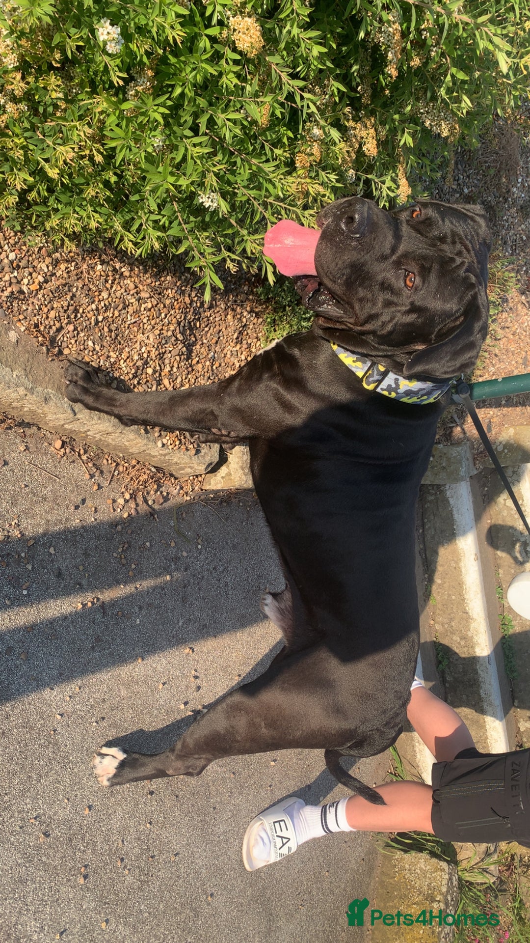 Presa Canario dogs for stud: Presa canario for stud  - Image 2