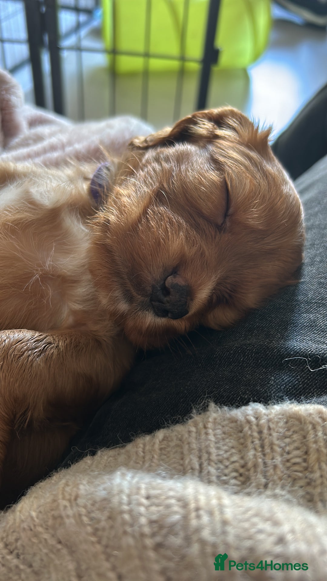 Cocker Spaniel dogs for sale: 🐶cocker spaniel puppies 🐶  - Image 11