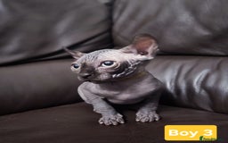 Sphynx cats for sale: 🌟 Sphynx Kittens – 5 Friendly Boys Ready Soon! 🌟 - Image 8