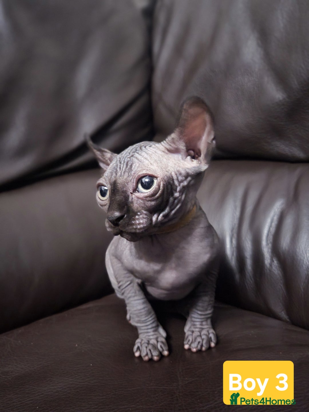 Sphynx cats for sale: 🌟 Sphynx Kittens – 5 Friendly Boys Ready Soon! 🌟 - Image 8