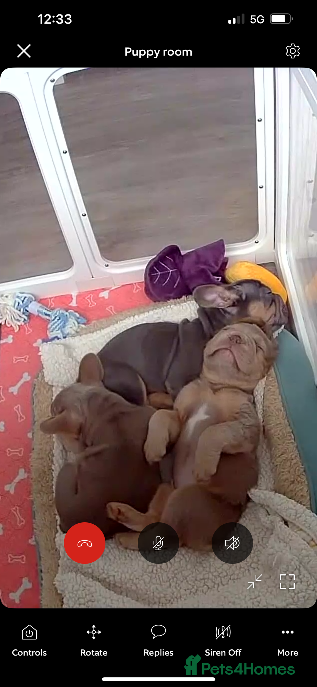 French Bulldog dogs for sale: Big Rope, Big Rope Fluffy & French Bullg - Advert 5