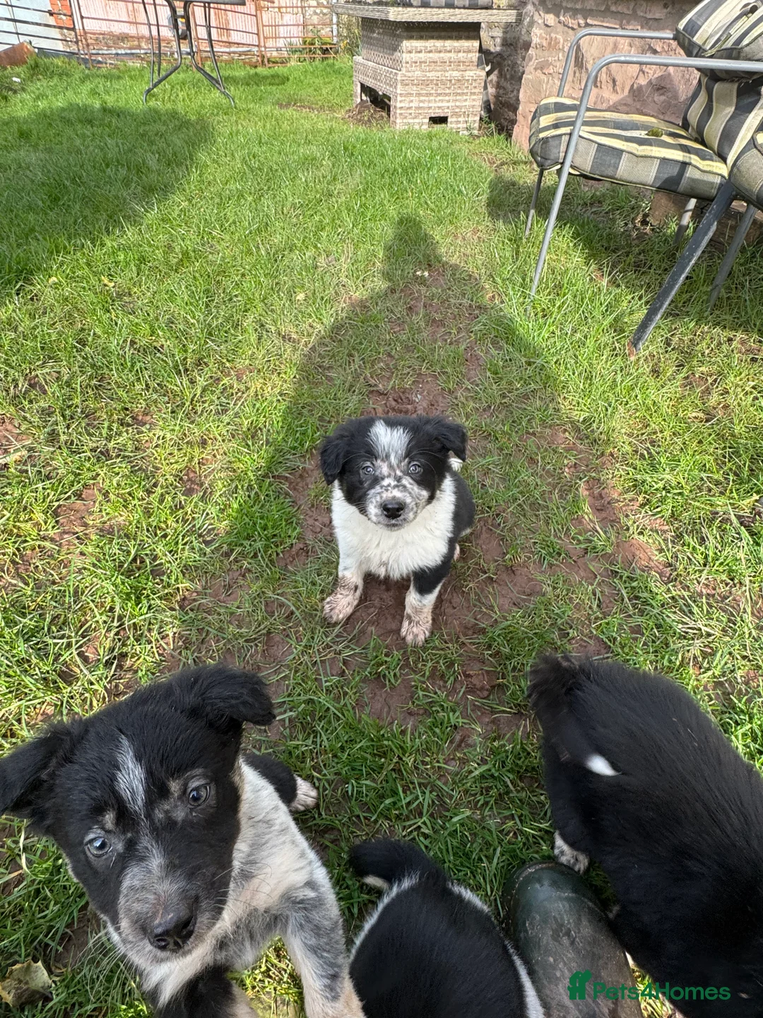 Border Collie dogs for sale: Border collie pups ready from 20th February  - Advert 29