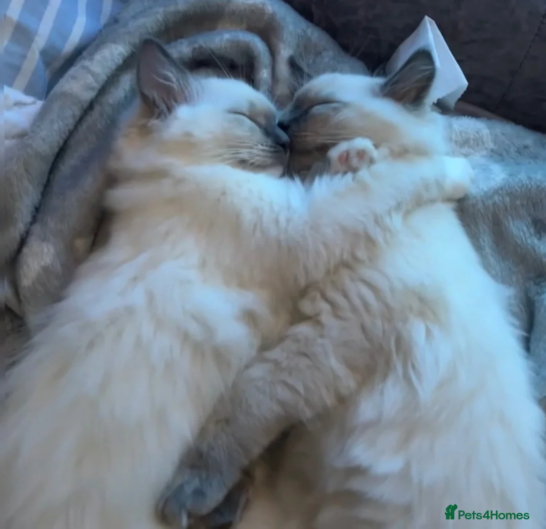 Ragdoll cats for sale: 🌟 Ready Now-2 girls purebred Ragdoll Kittens 🌟 - Advert 2