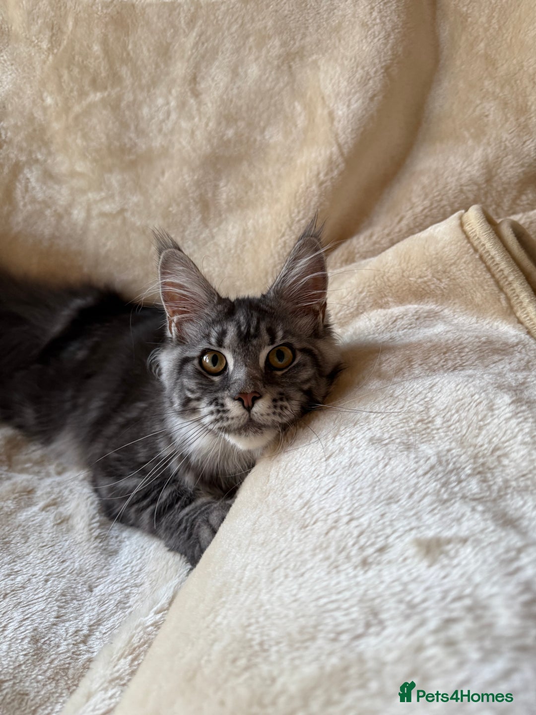 Maine Coon cats for sale: Pedigree GCCF Russian Import line Maine Coons - Advert 21