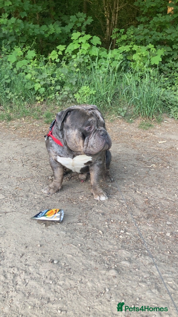 American Bully dogs Ghost  - Advert 1