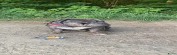 American Bully dogs for stud: Ghost  in Manchester - Advert 1