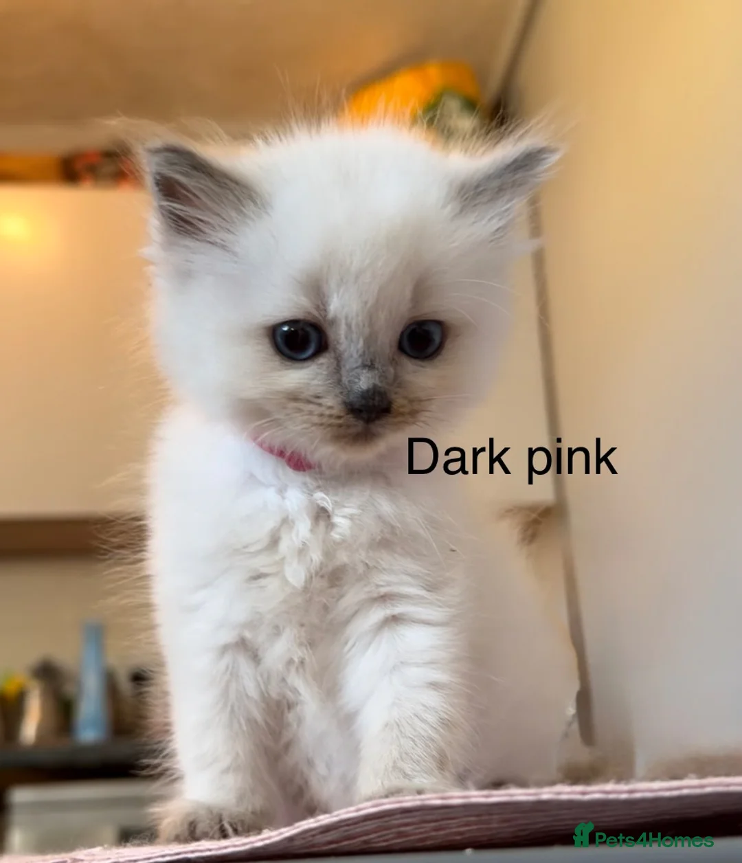 Ragdoll cats for sale: 4 Female Purebred Blue Point & Blue Mitted Ragdoll - Advert 21