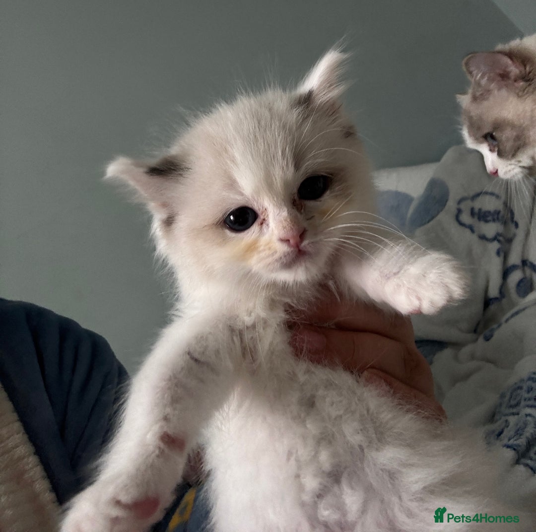 Ragdoll cats for sale: Pure Ragdoll kittens, ready 20th December - Advert 29