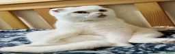 Scottish Fold cats for sale: Scottish Fold & Straight kittens  - Advert 1