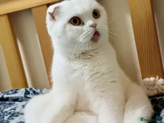 Scottish Fold cats Scottish Fold & Straight kittens - Advert 12