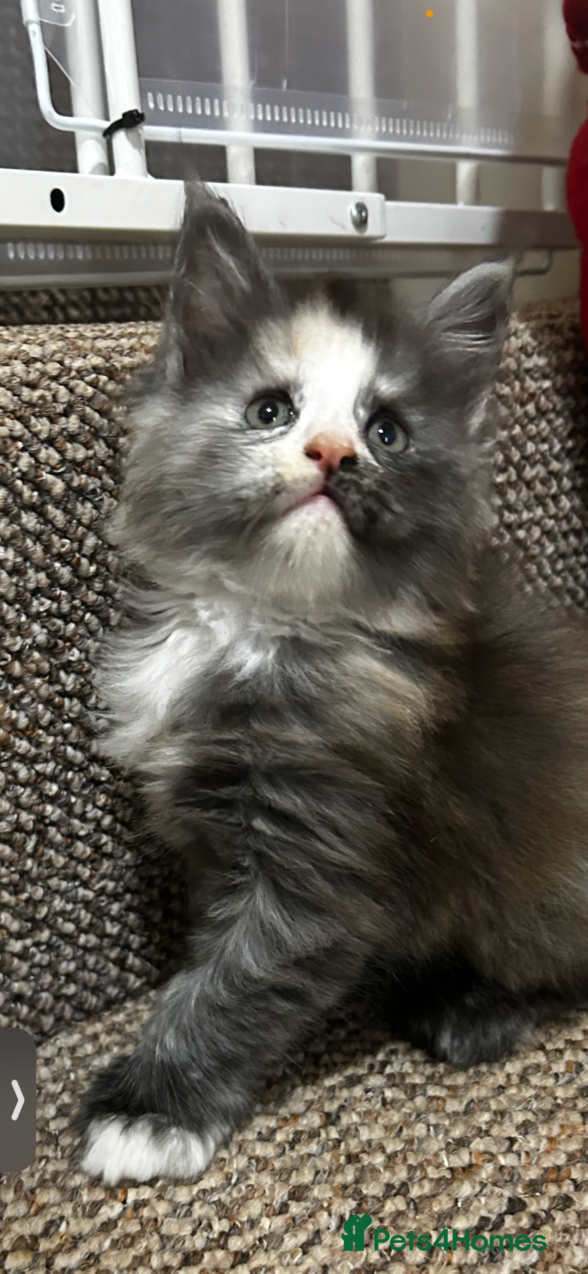 Maine Coon cats 2 stunning girls 1 polydactyl ready now  - Advert 6