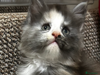 Maine Coon cats 2 stunning girls 1 polydactyl ready now - Advert 6