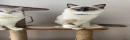 Ragdoll cats for sale: GCCF registered Ragdolls - Advert 29