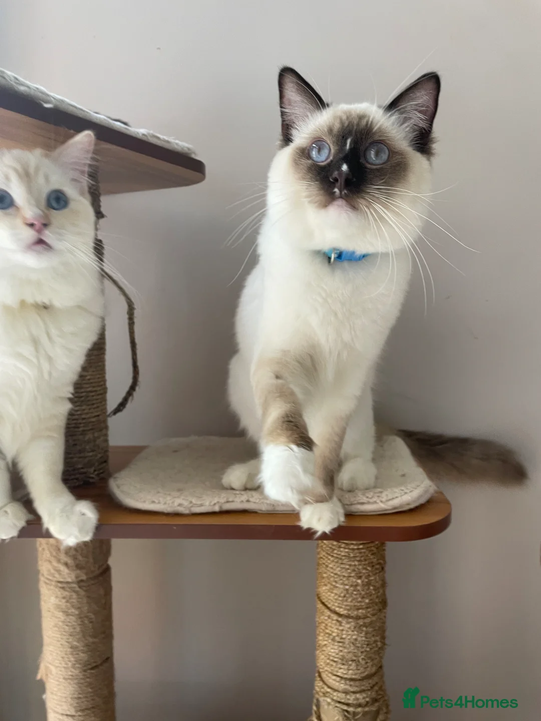 Ragdoll cats for sale: GCCF registered Ragdolls - Advert 29