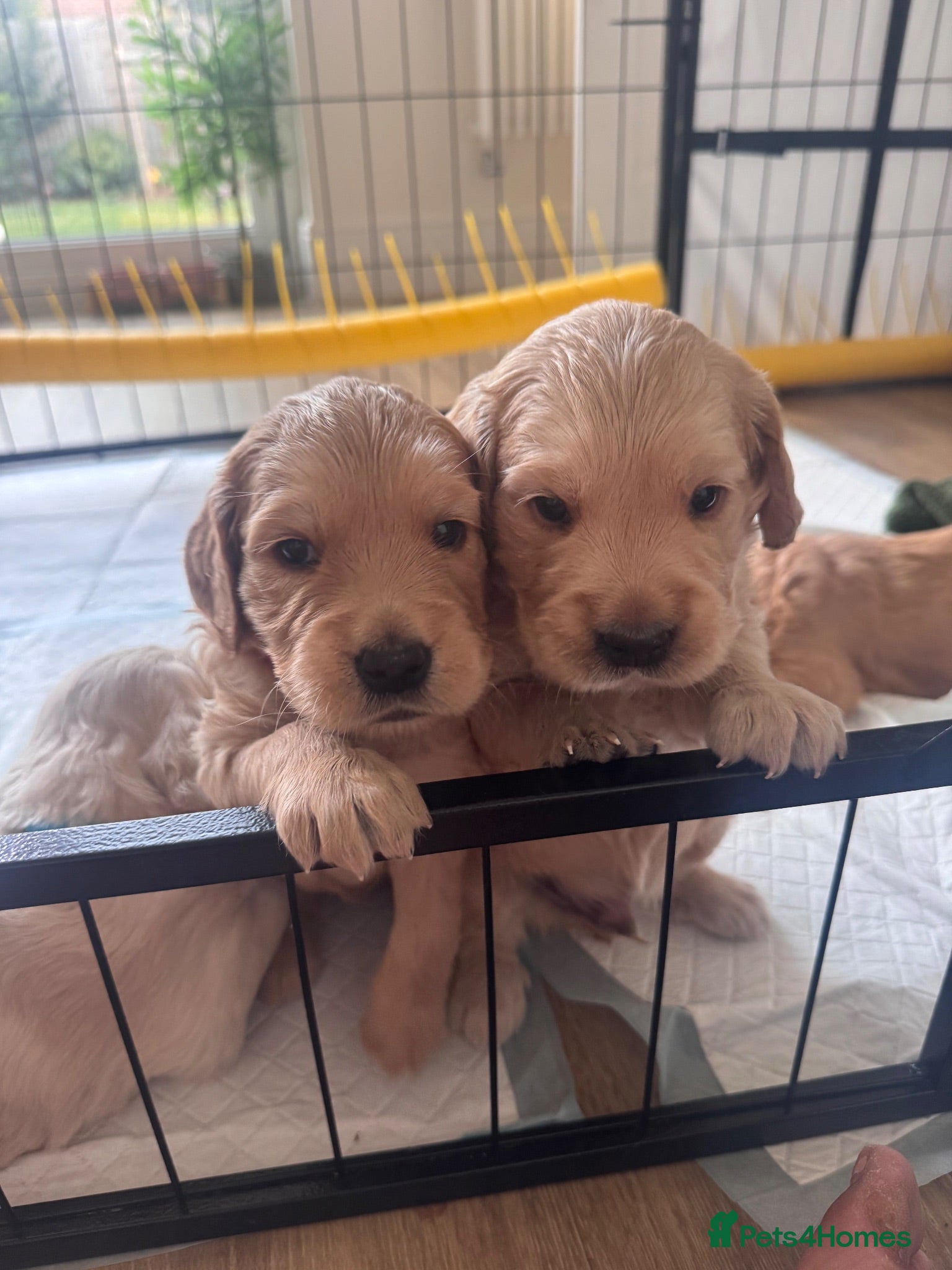 Golden Retriever dogs Mini Golden Retriever/Dakota Sport Retriever - Advert 2