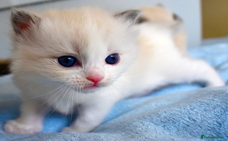 Ragdoll cats - Advert 2