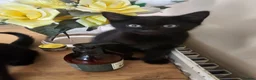 Mixed Breed cats for sale: 3 Playful Black Brother Kittens Looking for Homes - Advert 23