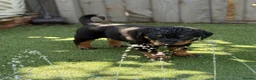 Rottweiler dogs for sale: ⭐️4 Rottweiler Boys For Sale ⭐️ - Advert 19