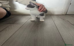 Mixed Breed cats for sale: Mixed breed cat for sale  - Image 5