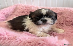 Shih Tzu dogs for sale: 3 Beautiful Shih Tzu girls left 🐶⭐️ - Advert 21