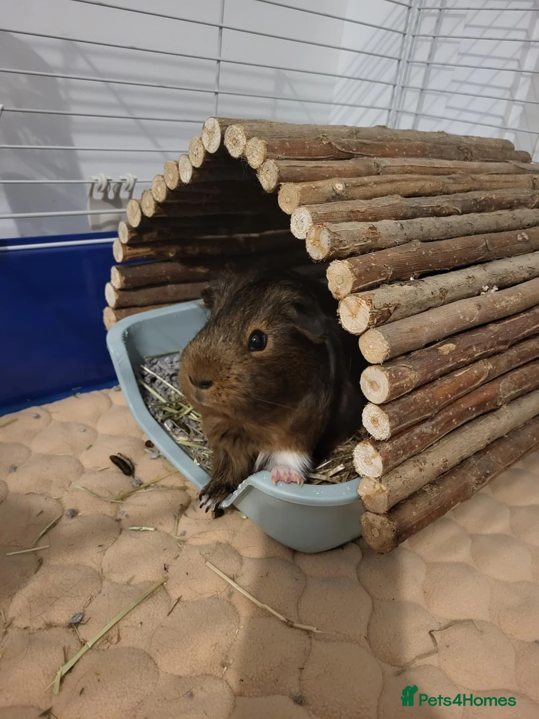 Guinea Pig rodents for sale: Guinea pig boar - Advert 8