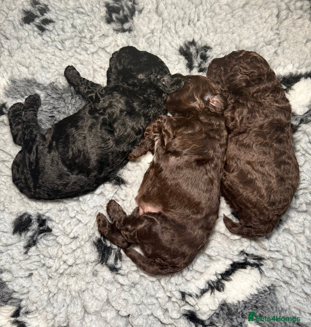 Cockapoo dogs for sale: 🐾 Beautiful F1B Cockapoos –Health Tested Parents  - Image 31