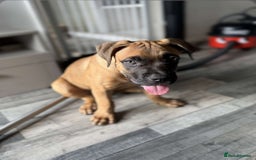 Mixed Breed dogs for sale: Cane corso / American bully Puppies  - Image 2