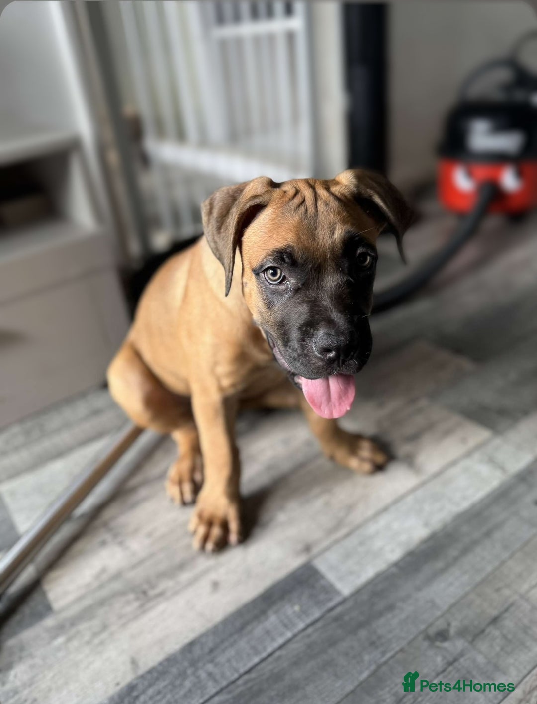 Mixed Breed dogs for sale: Cane corso / American bully Puppies  - Image 2
