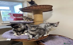 Maine Coon cats for sale: Price reduced   PEDIGREE MAINECOON KITTENS  - Image 8