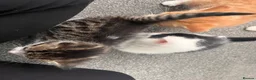 Mixed Breed cats for sale: 3 males, 1 female from loving family home - Advert 35