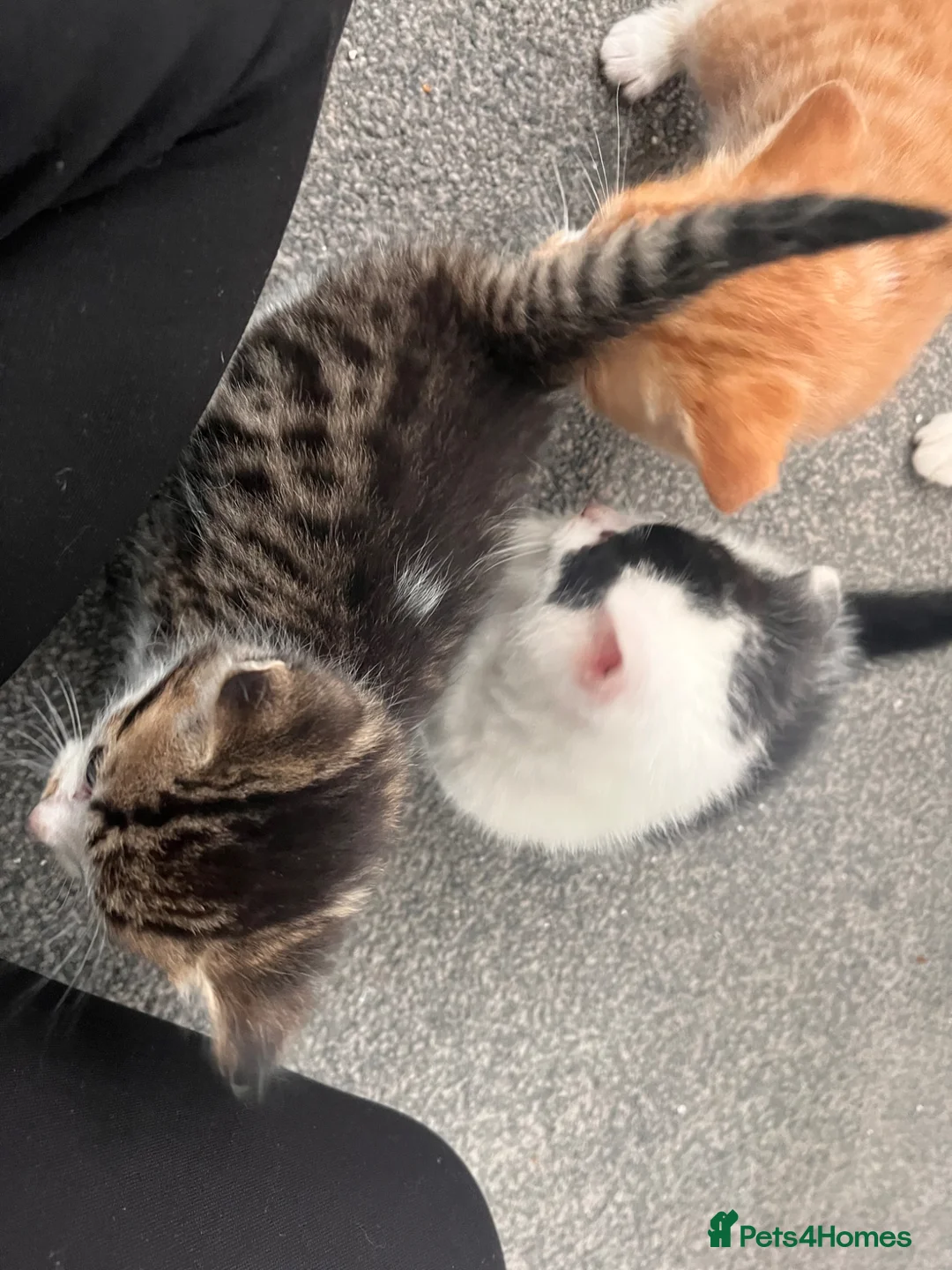 Mixed Breed cats for sale: 3 males, 1 female from loving family home - Advert 35