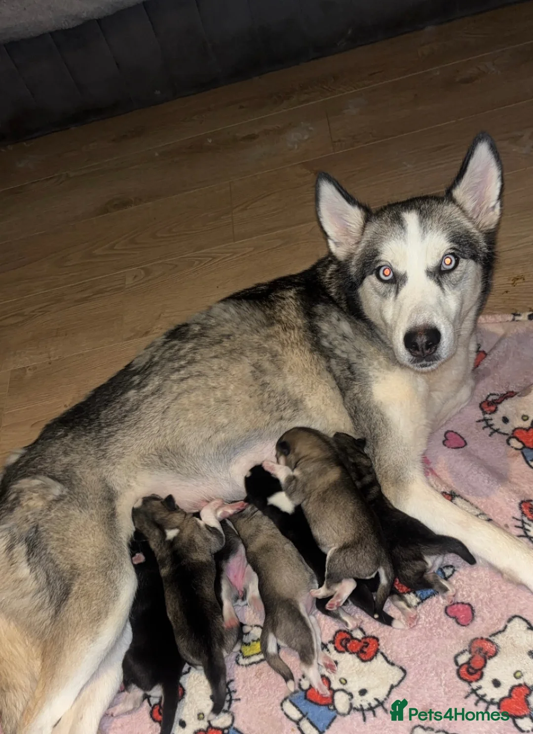 Siberian Husky dogs for sale: 7 beautiful Siberian huskies 🤍 - Advert 1