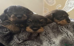 Dachshund dogs for sale: Mininature wirehaired dachshund  - Image 7
