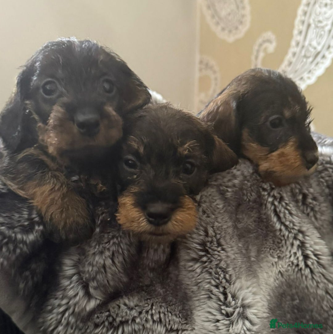 Dachshund dogs for sale: Mininature wirehaired dachshund  - Image 7