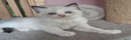 Ragdoll cats for sale: Beautiful Bi-Colour Ragdoll's - Advert 13