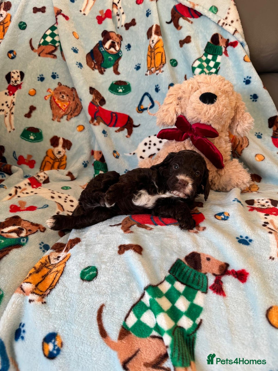 Cockapoo dogs for sale: Exceptional F1 Cockapoo puppies  - Advert 16