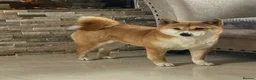 Japanese Shiba Inu dogs for sale: Six Beautiful Red Shiba Inu Puppies  ❤️🐾 - Advert 2