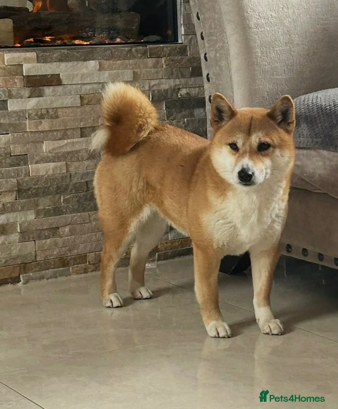 Japanese Shiba Inu dogs for sale: Six Beautiful Red Shiba Inu Puppies  ❤️🐾 - Advert 2