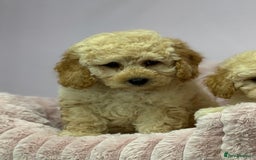 Cavapoo dogs for sale: Adorable Cavapoochon Puppies - Image 29