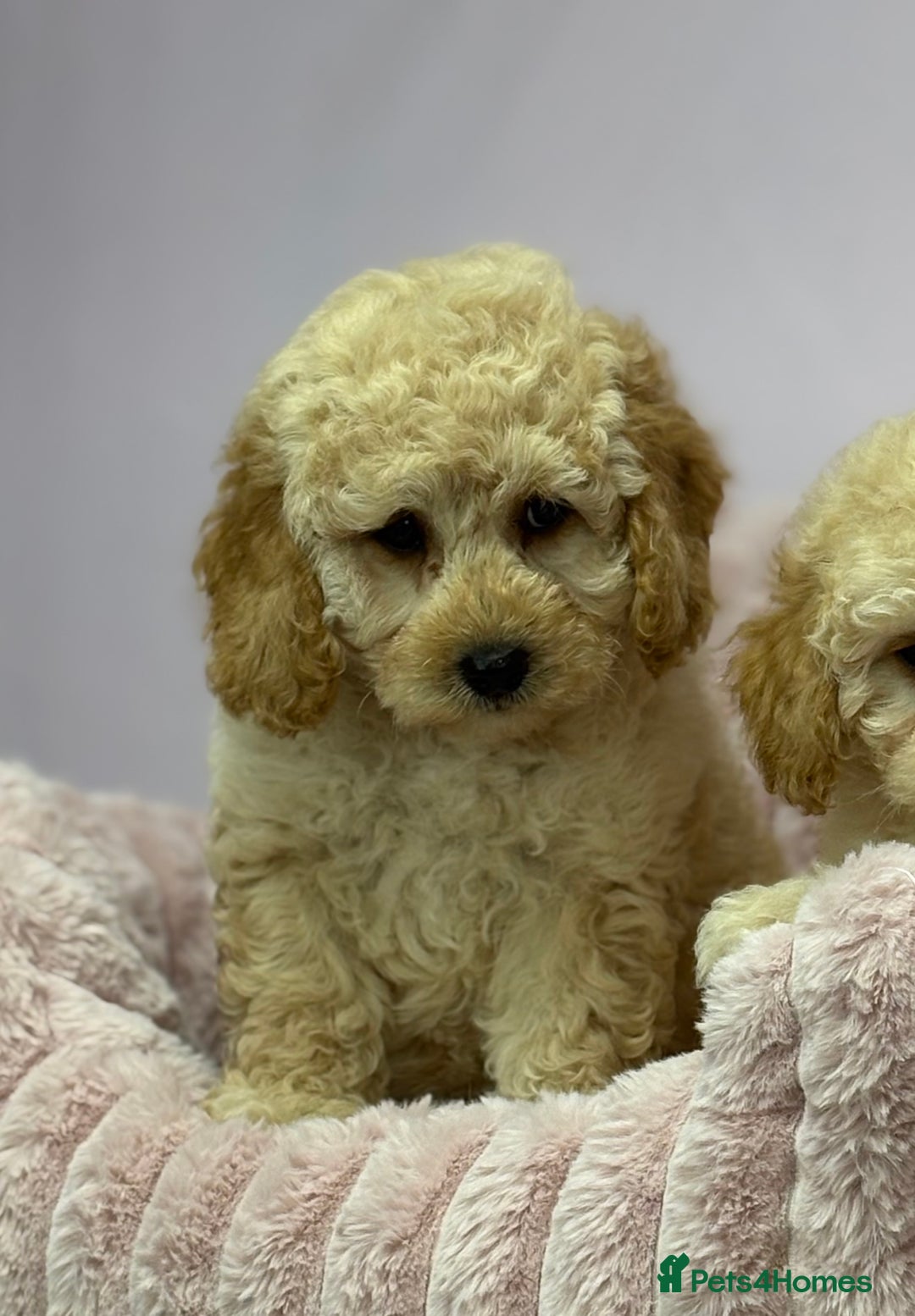Cavapoo dogs for sale: Adorable Cavapoochon Puppies - Image 29