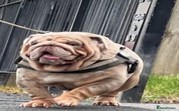 English Bulldog dogs for sale: Miniture english bulldogs  - Image 8
