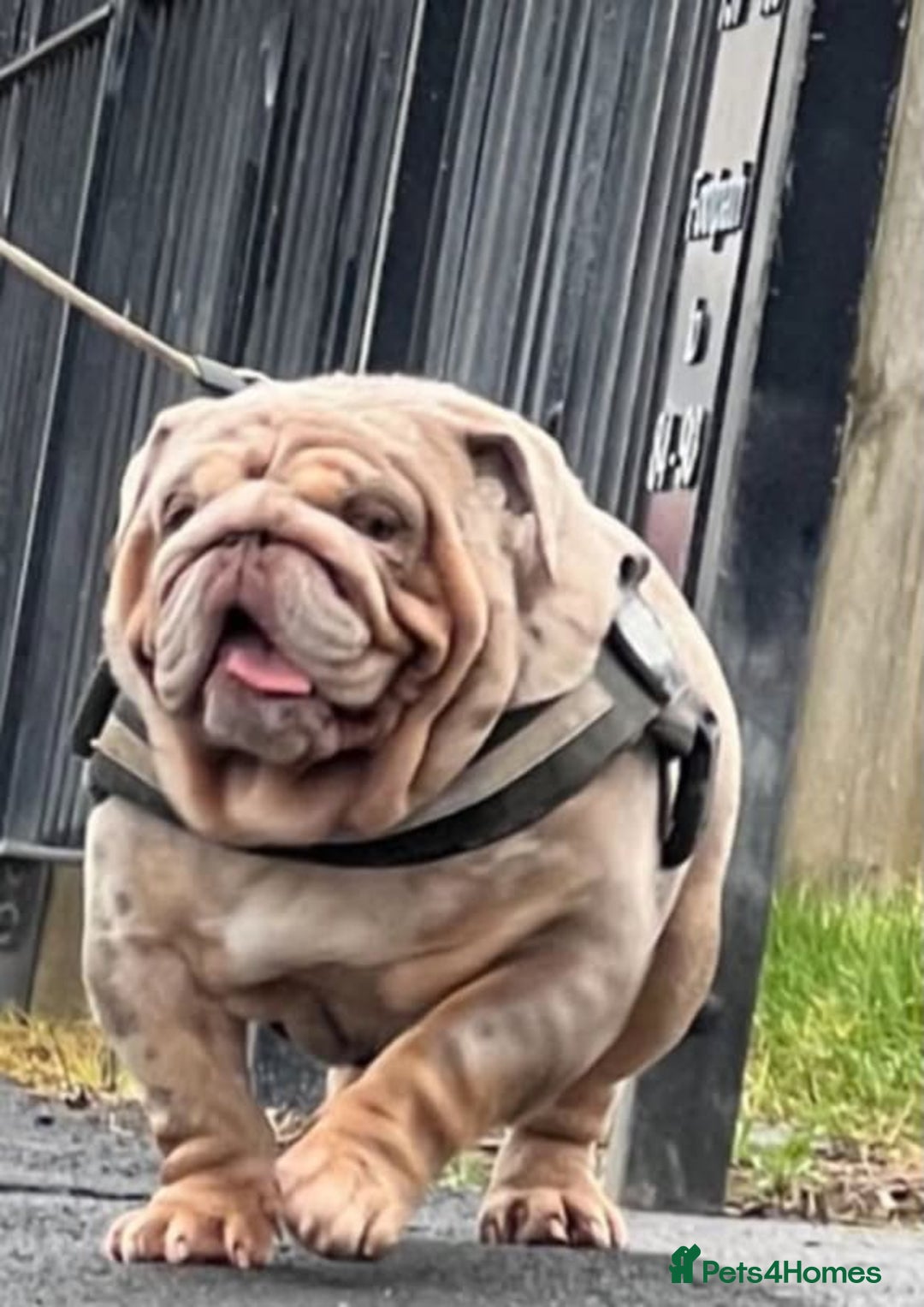 English Bulldog dogs for sale: Miniture english bulldogs  - Image 8